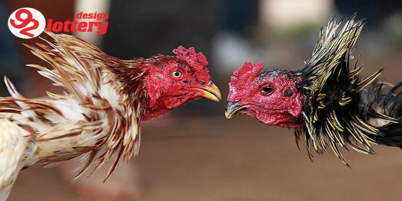 Cách Nuôi Gà Đá – Bí Quyết Chăm Sóc Chiến Kê Chiến Thắng 2 Tầm quan trọng trong cách nuôi gà đá
