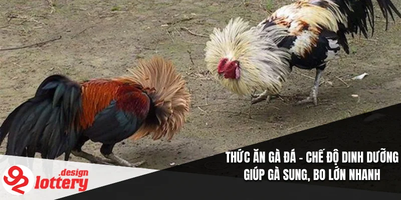 Thức Ăn Gà Đá – Chế Độ Dinh Dưỡng Giúp Gà Sung, Bo Lớn Nhanh 1 Thức Ăn Gà Đá